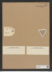 Diatomeae indet. Zeichnungen Sammlung Grunow Nr. 7559 (NHMW-BOT-W0376705)